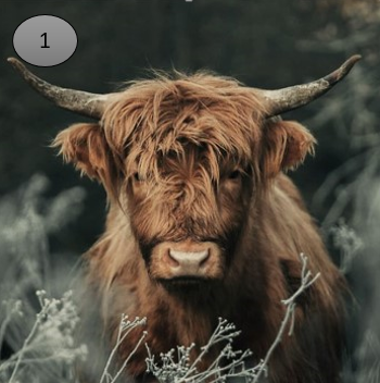 Viltje nr. 1 Hooglander