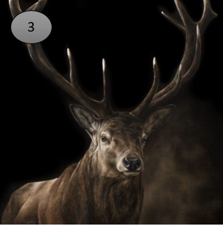 Viltje nr. 3 Hert