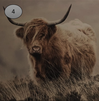 Viltje nr. 4 Hooglander