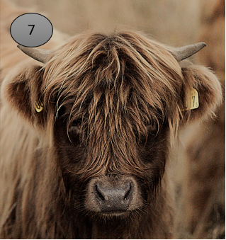 Viltje nr. 7 Hooglander kalfje kop