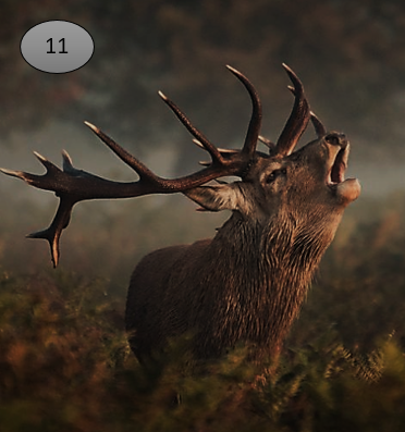 Viltje nr. 11 Hert Burlen