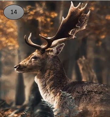 Viltje nr. 14 Hert