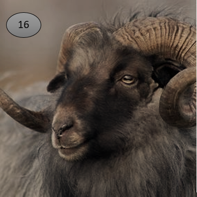 Viltje nr. 16  Ramskop