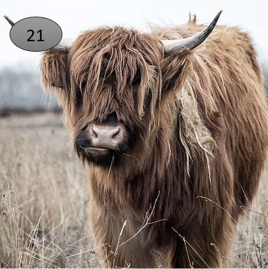 Viltje nr. 21 Hooglander