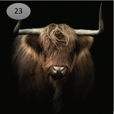 Viltje nr. 23 Hooglander kop