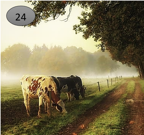 Viltje nr. 24 Koeien