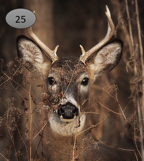 Viltje nr. 25 Hertekop