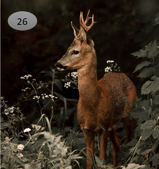 Viltje nr. 26 Hert in het groen