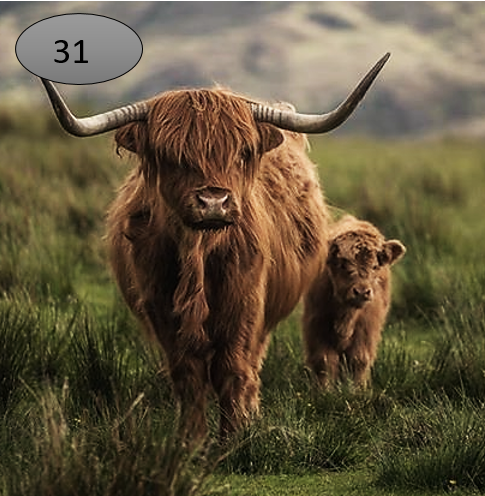 Viltje nr. 31 Hooglander met kalf