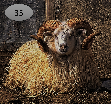 Viltje nr. 35 Ram met krulhoorns