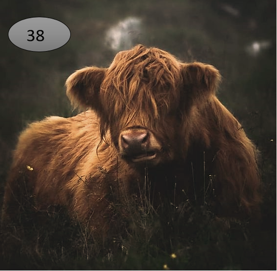 Viltje nr. 38 Hooglander