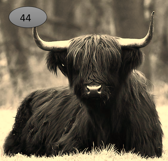 Viltje nr. 44 Hooglander liggend