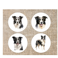 Onderzetters Border Collie