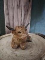 Schotse Hooglander liggend