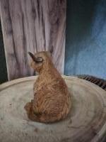 Schotse Hooglander liggend