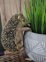 Hangende egel