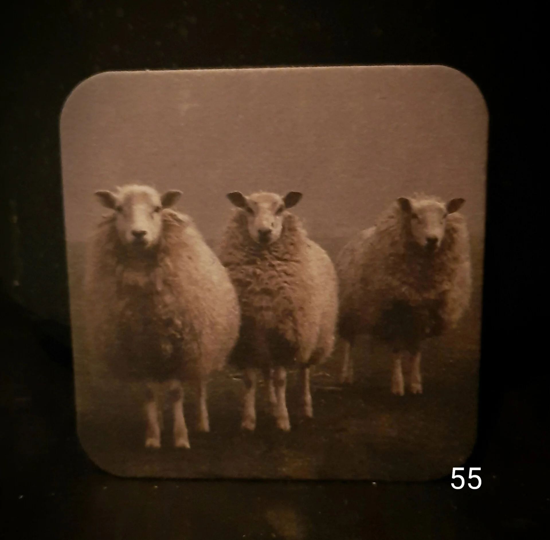 Viltje nr. 55 Schapen